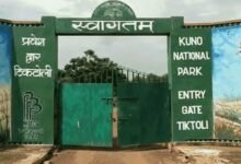 कूनो में चीतों की मौत पर जानकारी देने से वन विभाग का इनकार, RTI में पोस्टमार्टम रिपोर्ट रोकी