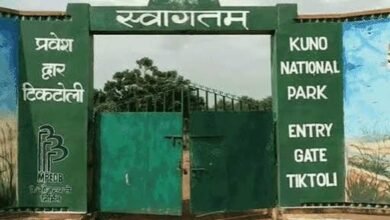कूनो में चीतों की मौत पर जानकारी देने से वन विभाग का इनकार, RTI में पोस्टमार्टम रिपोर्ट रोकी कूनो में चीतों की मौत पर जानकारी देने से वन विभाग का इनकार, RTI में पोस्टमार्टम रिपोर्ट रोकी