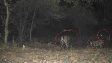रिजर्व में बाघों की संख्या बढ़कर हुई 11, इनमें 6 का जन्म हुआ माधव टाइगर रिजर्व में
