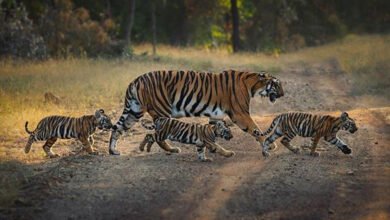 वीरांगना दुर्गावती टाइगर रिजर्व में बढ़ा बाघों का कुनबा, बाघिन N-6 ने दिए 4 शावकों को जन्म