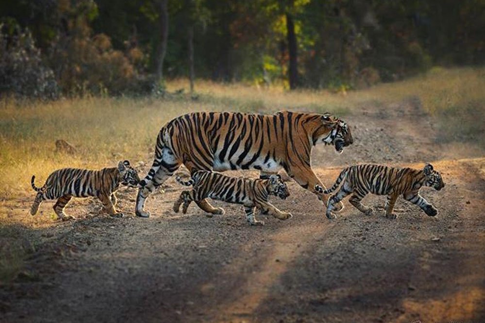 वीरांगना दुर्गावती टाइगर रिजर्व में बढ़ा बाघों का कुनबा, बाघिन N-6 ने दिए 4 शावकों को जन्म वीरांगना दुर्गावती टाइगर रिजर्व में बढ़ा बाघों का कुनबा, बाघिन N-6 ने दिए 4 शावकों को जन्म