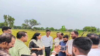 छत्तीसगढ़ में काले चावल की खेती से चमकेगी किसानों की किस्मत, 35 हजार रुपये क्विंटल तक है कीमत छत्तीसगढ़ में काले चावल की खेती से चमकेगी किसानों की किस्मत, 35 हजार रुपये क्विंटल तक है कीमत