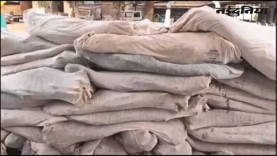 धार में गांजा तस्करी पर पुलिस की कार्रवाई, 6863 पौधे जब्त; एक गिरफ्तार, कई फरार धार में गांजा तस्करी पर पुलिस की कार्रवाई, 6863 पौधे जब्त; एक गिरफ्तार, कई फरार