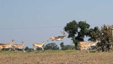 मानव–वन्य प्राणी संघर्ष और फसल क्षति कम करने के लिए कृष्ण-मृग स्थानांतरण अभियान का दूसरा चरण हुआ प्रारंभ मानव–वन्य प्राणी संघर्ष और फसल क्षति कम करने के लिए कृष्ण-मृग स्थानांतरण अभियान का दूसरा चरण हुआ प्रारंभ