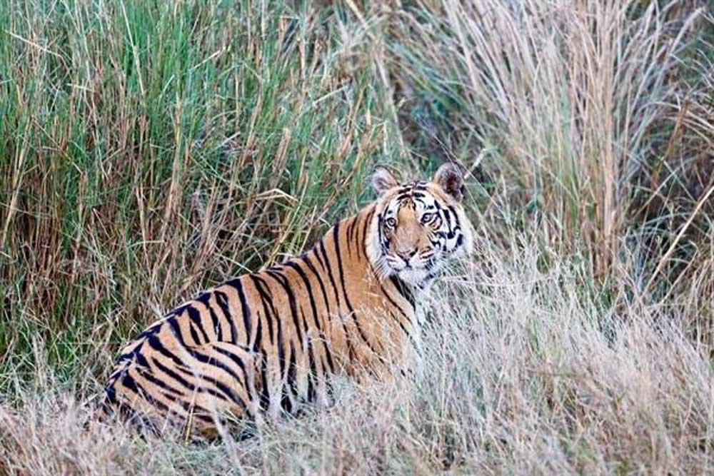 शहडोल के वन बाघों और हाथियों के लिए नेचुरल कॉरिडोर— 4 टाइगर रिजर्व्स को जोड़ने में अहम भूमिका शहडोल के वन बाघों और हाथियों के लिए नेचुरल कॉरिडोर— 4 टाइगर रिजर्व्स को जोड़ने में अहम भूमिका
