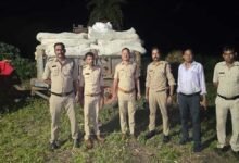 अवैध मादक पदार्थों के विरुद्ध मध्यप्रदेश पुलिस की प्रभावी कार्रवाई जारी