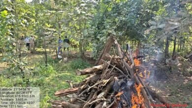 दरिंदगी की हद पार: तेंदुए को करंट देकर मार डाला, फिर टंगिया से काट लिए चारों पंजे