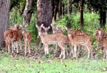 बफर जोन में वन्यजीव पर्यटन का बढ़ रहा आकर्षण