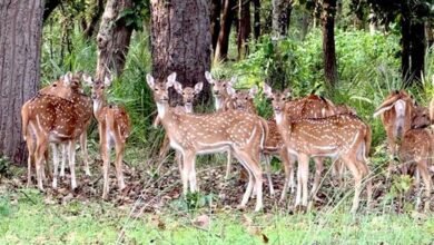 बफर जोन में वन्यजीव पर्यटन का बढ़ रहा आकर्षण