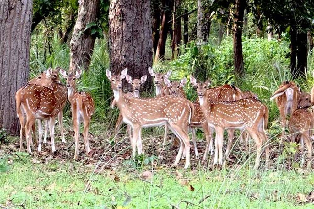 बफर जोन में वन्यजीव पर्यटन का बढ़ रहा आकर्षण